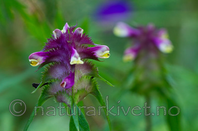 KA_100704_5171 / Melampyrum cristatum / Kammarimjelle
