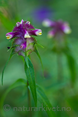 KA_100704_5173 / Melampyrum cristatum / Kammarimjelle