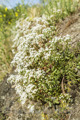 KA_100705_5186 / Sedum album / Hvitbergknapp