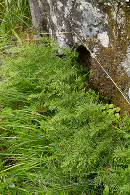 KA_100715_6879 / Cryptogramma crispa / Hestespreng