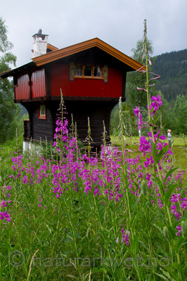 KA_100716_6492 / Chamerion angustifolium / Geitrams