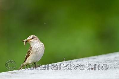 KA_100716_6510 / Muscicapa striata / Gråfluesnapper
