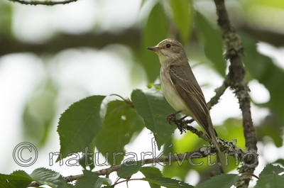 KA_100716_6516 / Muscicapa striata / Gråfluesnapper