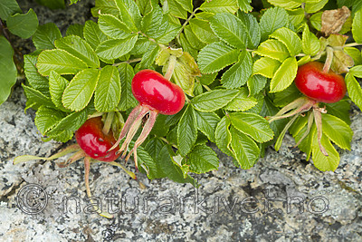 KA_100725_7150 / Rosa rugosa / Rynkerose