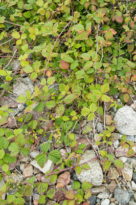 KA_100725_7179 / Rubus caesius / Blåbringebær