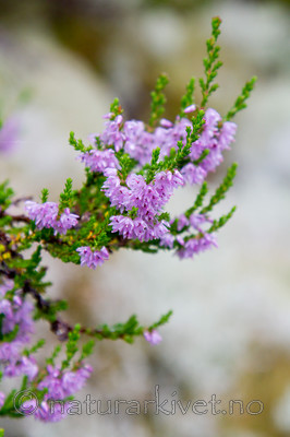 KA_100805_6529 / Calluna vulgaris / Røsslyng <br /> Cetraria islandica / Islandslav
