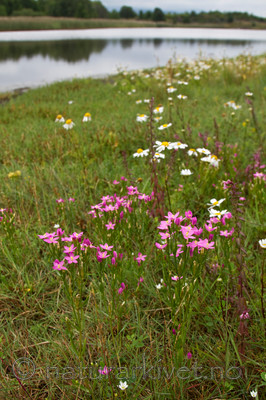 KA_100806_4726 / Centaurium littorale / Tusengylden