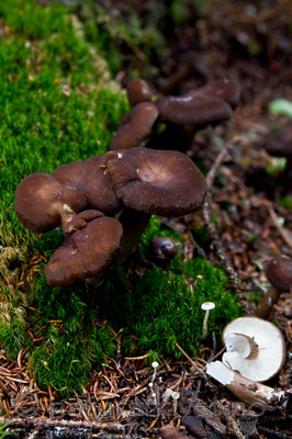 KA_100814_6571 / Lactarius lignyotus / Sotriske