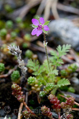 KA_100818_5655 / Erodium cicutarium / Tranehals