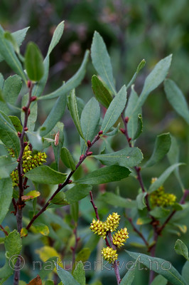 KA_100901_5556 / Myrica gale / Pors