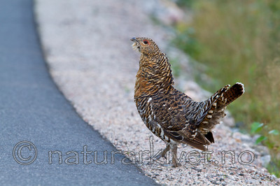 KA_100902_5627 / Tetrao urogallus / Storfugl