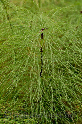 KA_100916_5953 / Equisetum sylvaticum / Skogsnelle