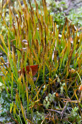 KA_100920_7217 / Phaeoceros carolinianus / Gulnål