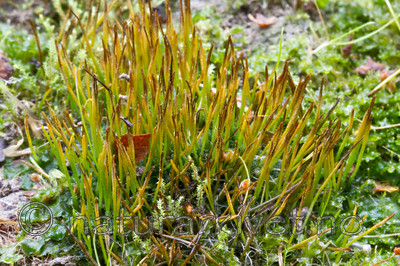 KA_100920_7219 / Phaeoceros carolinianus / Gulnål