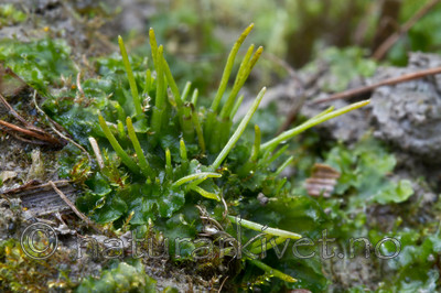 KA_100920_7221 / Phaeoceros carolinianus / Gulnål