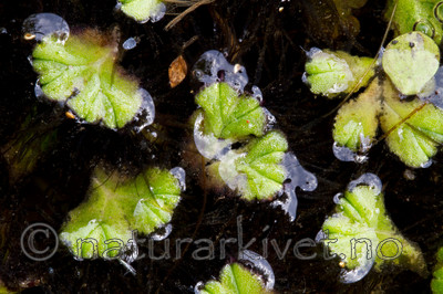 KA_100920_7230 / Ricciocarpos natans / Svanemat