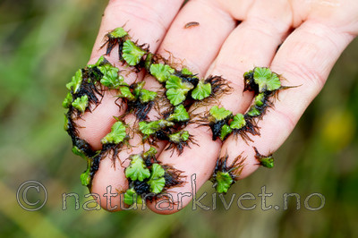 KA_100920_7231 / Ricciocarpos natans / Svanemat