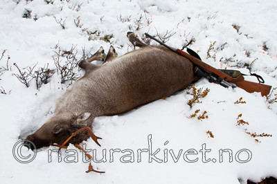 KA_100925_7676 / Rangifer tarandus / Rein