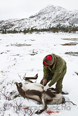 KA_100925_7683 / Rangifer tarandus / Rein