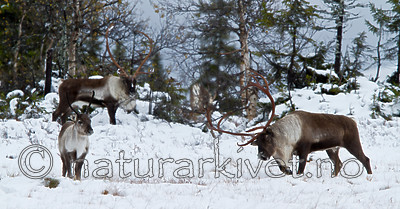 KA_100925_7703 / Rangifer tarandus / Rein