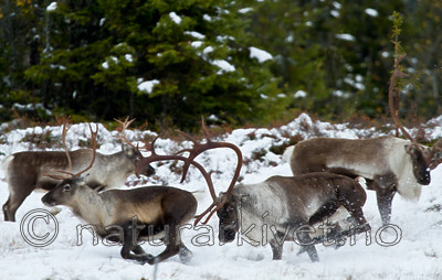 KA_100925_7717 / Rangifer tarandus / Rein