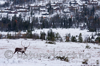 KA_100925_7724 / Rangifer tarandus / Rein