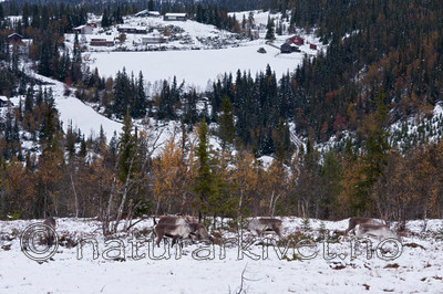 KA_100925_7740 / Rangifer tarandus / Rein