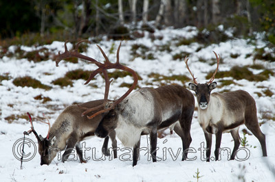 KA_100925_7745 / Rangifer tarandus / Rein