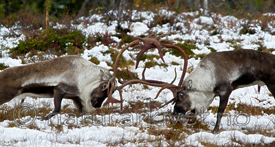 KA_100925_7751 / Rangifer tarandus / Rein