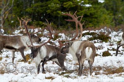 KA_100925_7756 / Rangifer tarandus / Rein
