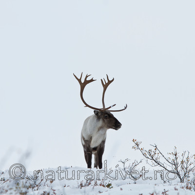 KA_100925_7776 / Rangifer tarandus / Rein