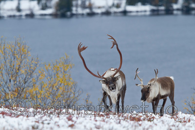 KA_100925_7799 / Rangifer tarandus / Rein