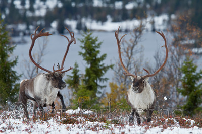 KA_100925_7804 / Rangifer tarandus / Rein