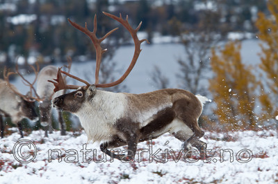 KA_100925_7810 / Rangifer tarandus / Rein