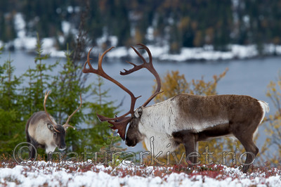 KA_100925_7819 / Rangifer tarandus / Rein