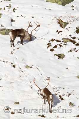 KA_100926_7843 / Rangifer tarandus / Rein