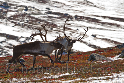 KA_100926_7871 / Rangifer tarandus / Rein