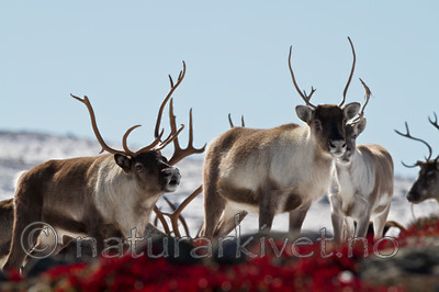 KA_100926_7877 / Rangifer tarandus / Rein