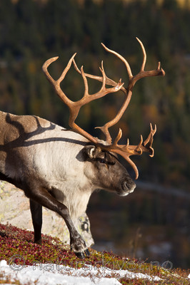 KA_100926_7891 / Rangifer tarandus / Rein