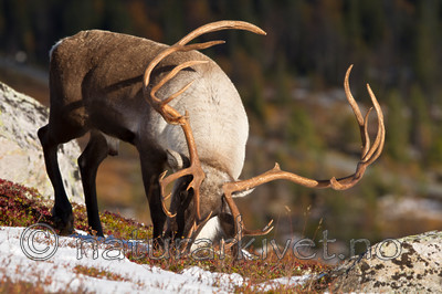 KA_100926_7897 / Rangifer tarandus / Rein
