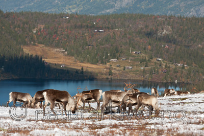 KA_100926_7912 / Rangifer tarandus / Rein