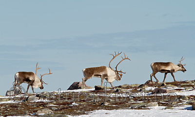 KA_100926_7923 / Rangifer tarandus / Rein