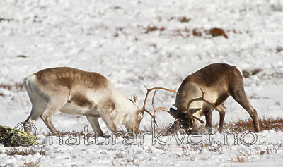 KA_100926_7926 / Rangifer tarandus / Rein