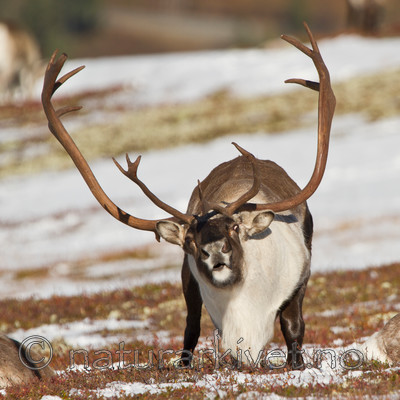 KA_100926_7932 / Rangifer tarandus / Rein
