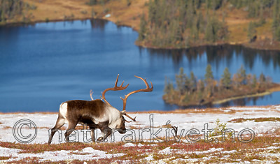 KA_100926_7943 / Rangifer tarandus / Rein
