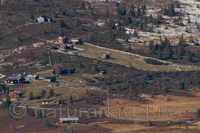 KA_100926_7953 / Rangifer tarandus / Rein