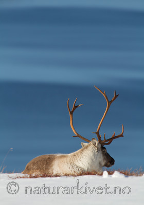 KA_100926_7975 / Rangifer tarandus / Rein