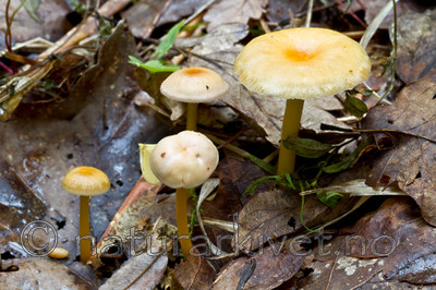 KA_101001_6468 / Hygrocybe laeta / Seig vokssopp