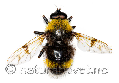 KA_101103_personata / Pocota personata / Loddenblomsterflue