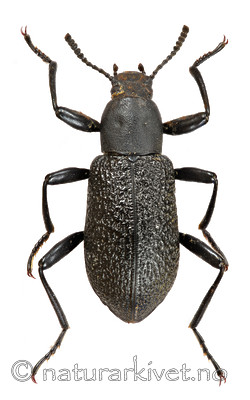 KA_110104_ceramboides_over / Upis ceramboides